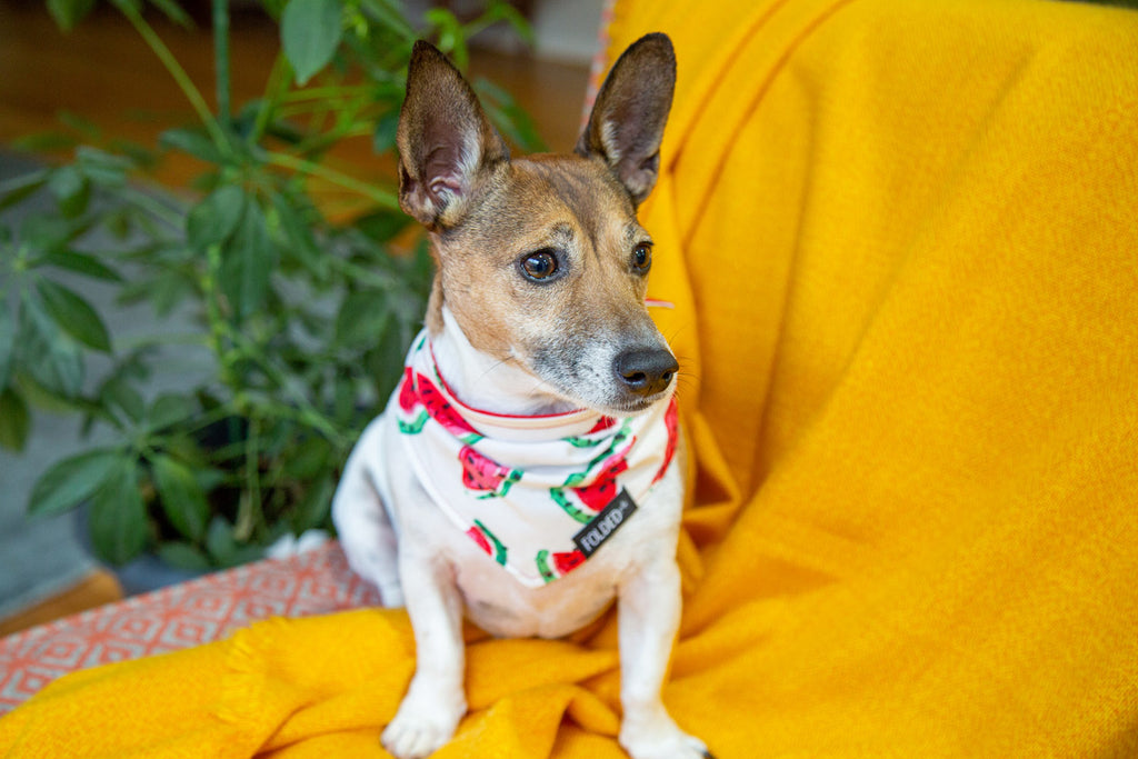 Dog Bandana Bliss: The Ultimate Guide to Accessorising Your Furry Friend