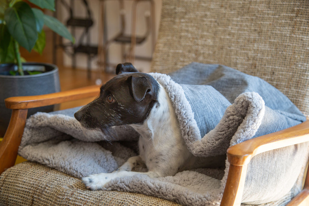 Snooze in Style: The Ultimate Guide to Choosing the Perfect Dog Bed
