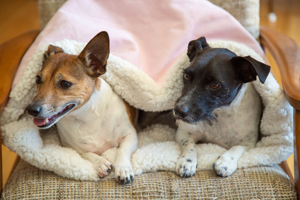 Cozy and Secure: The Benefits of Dog Pouch Beds for Your Furry Friend