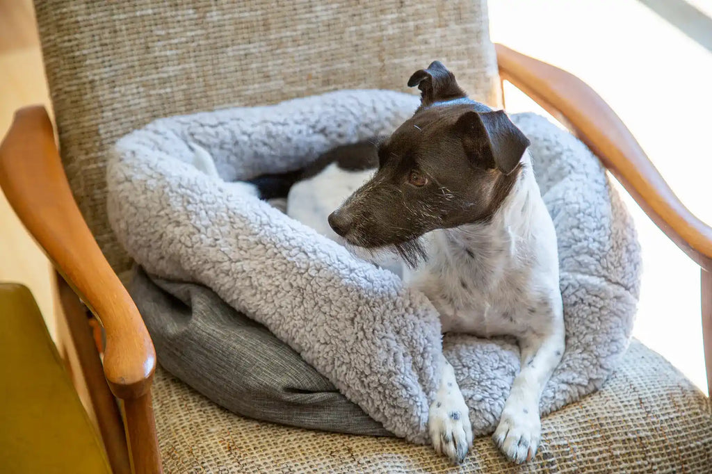 Jack russell in dog bed