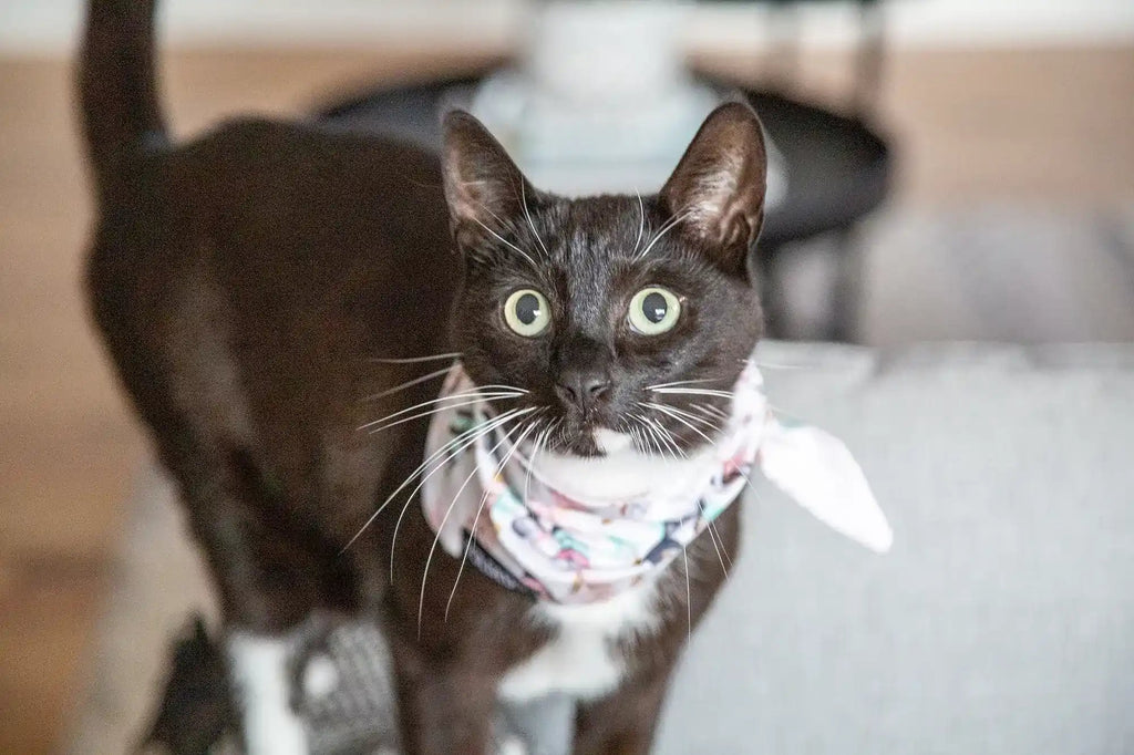 Pet wearing cat bandana