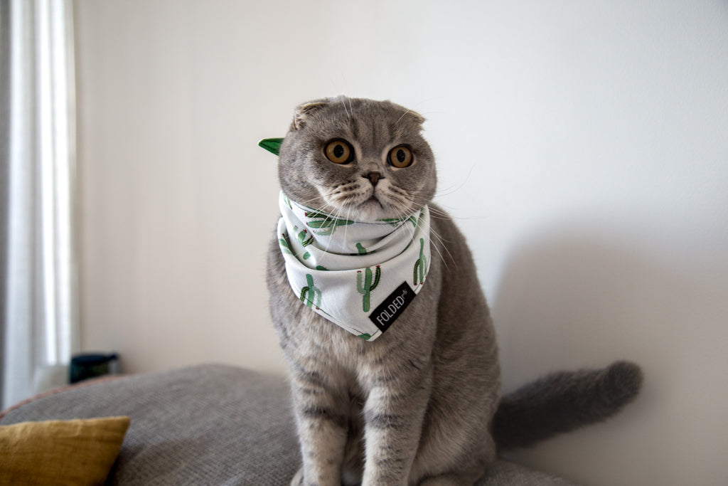 scottish fold cat wearing bandana