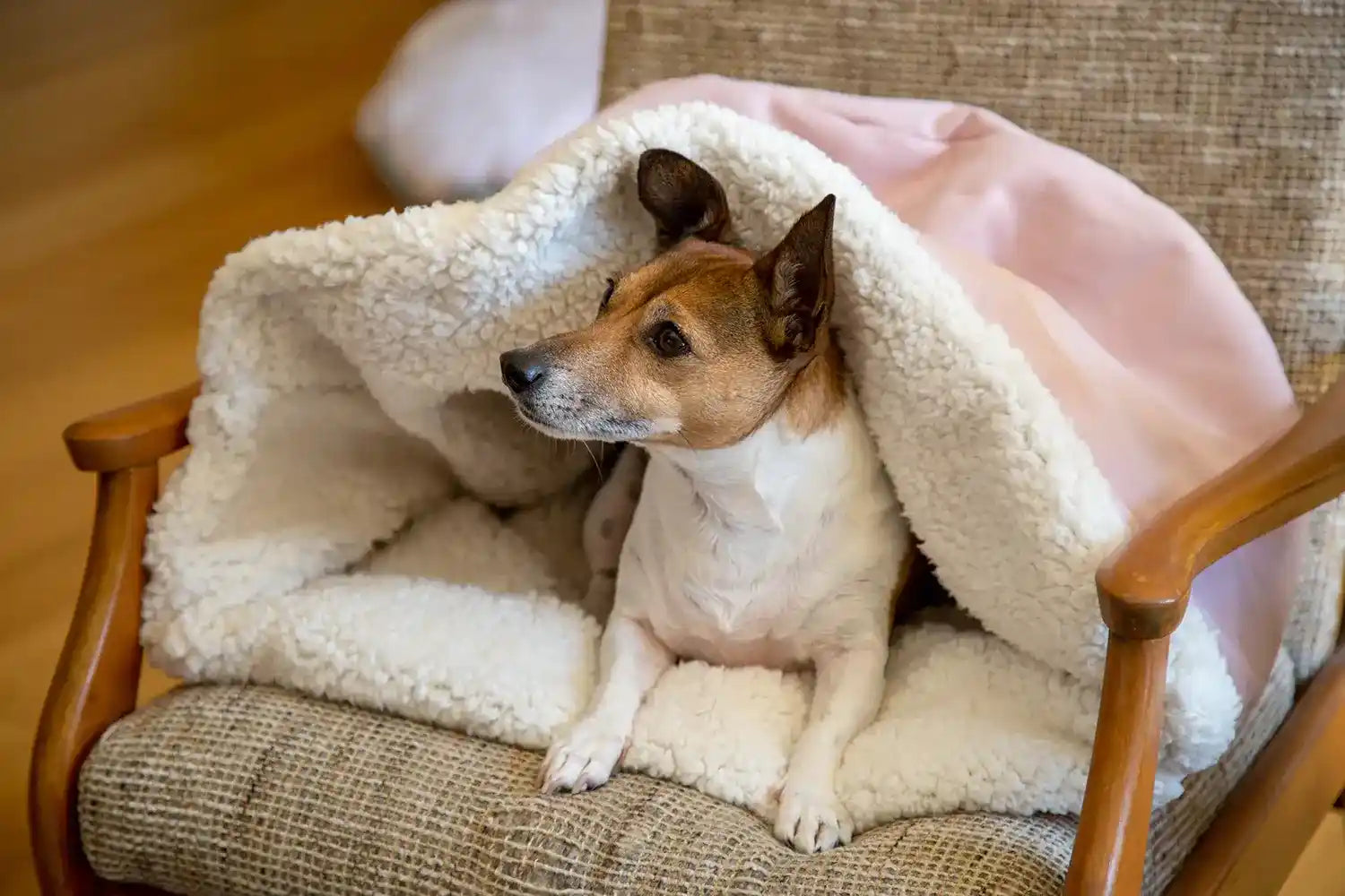 Dog pouch bed best sale