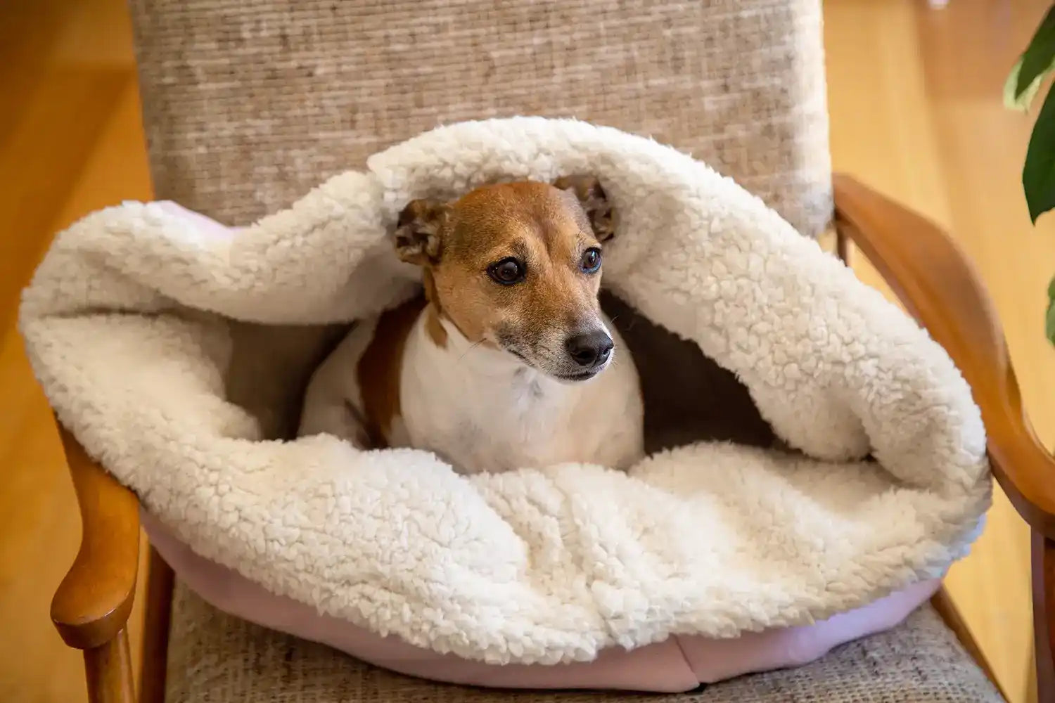 Dog pocket deals bed