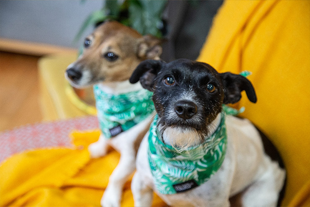 dog wearing leafy green bandana