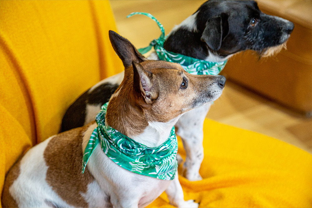 dogs wearing lush tropical bandanas