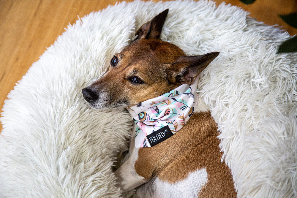 dog wearing bandana with feathers