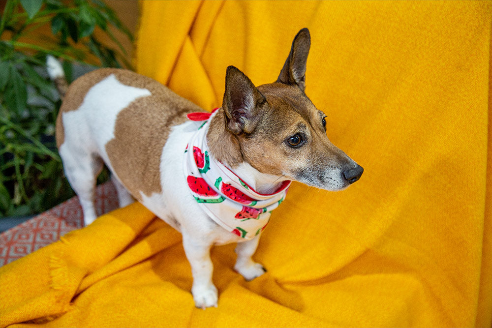dog wearing red watermelon bandana
