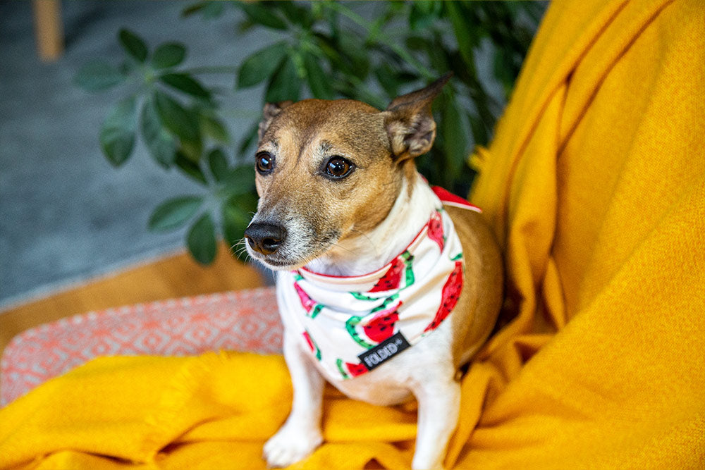 cute dog wearing red bandana