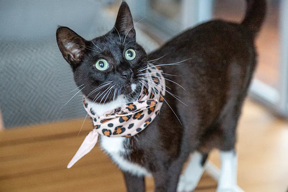 Cat shop handkerchief collar