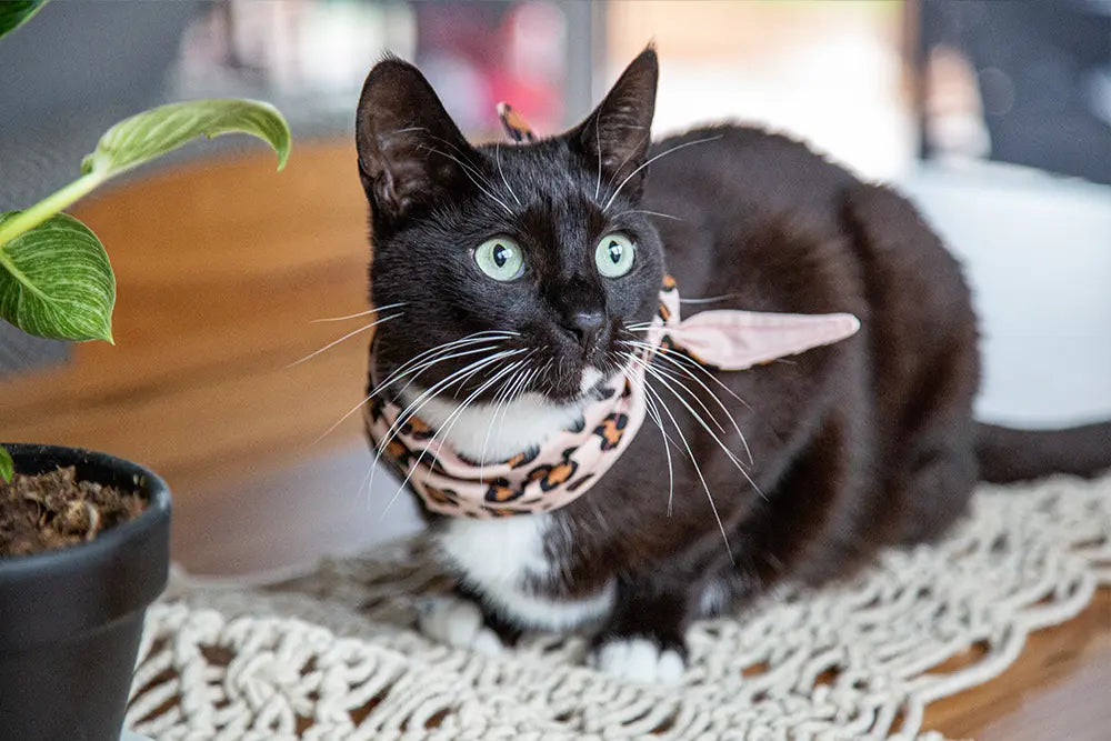 Cat Wearing Bandana, Shades and Striped Sweater on Striped Couch