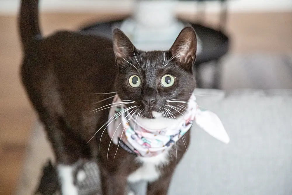 black cat wearing white bandana
