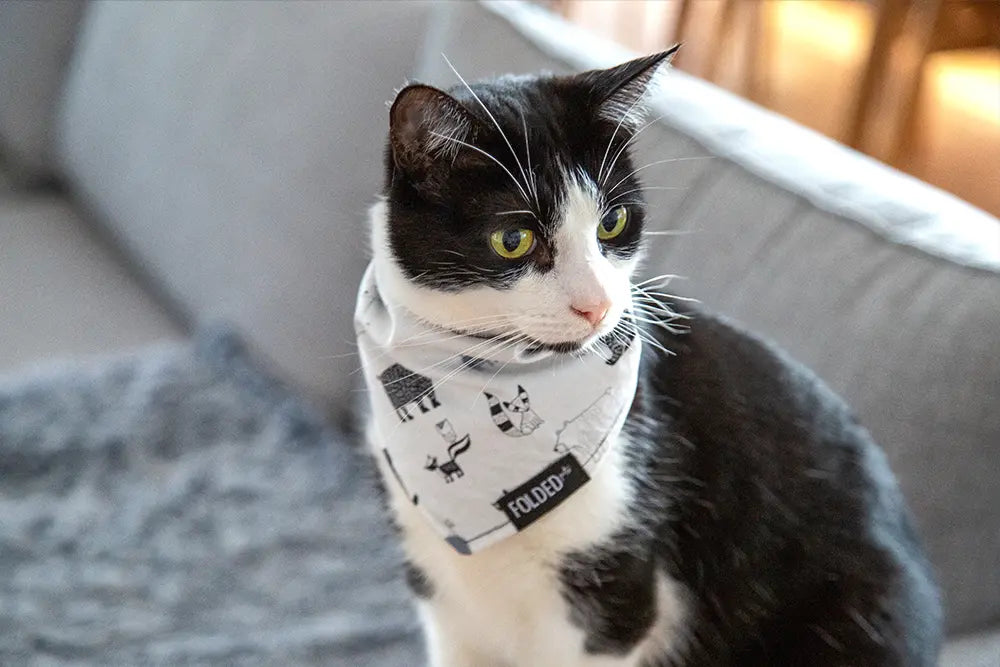 Cat bandana online