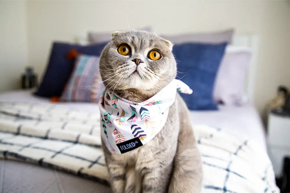 cute cat wearing white bandana