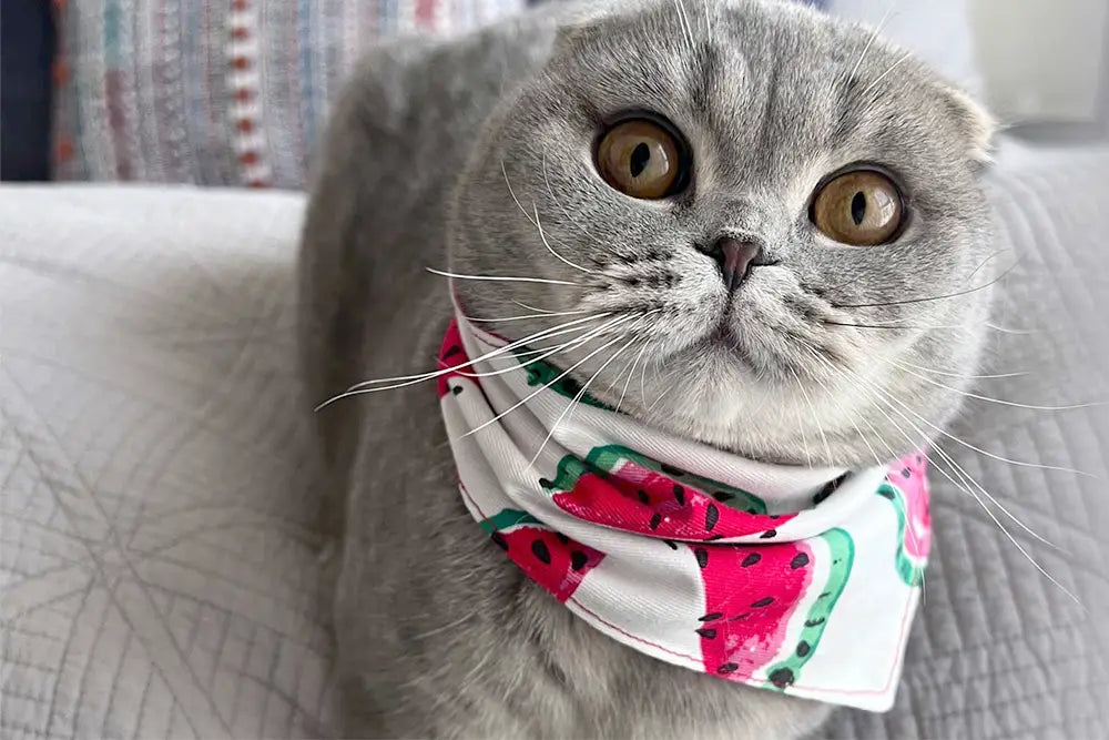 Watermelon sales cat collar